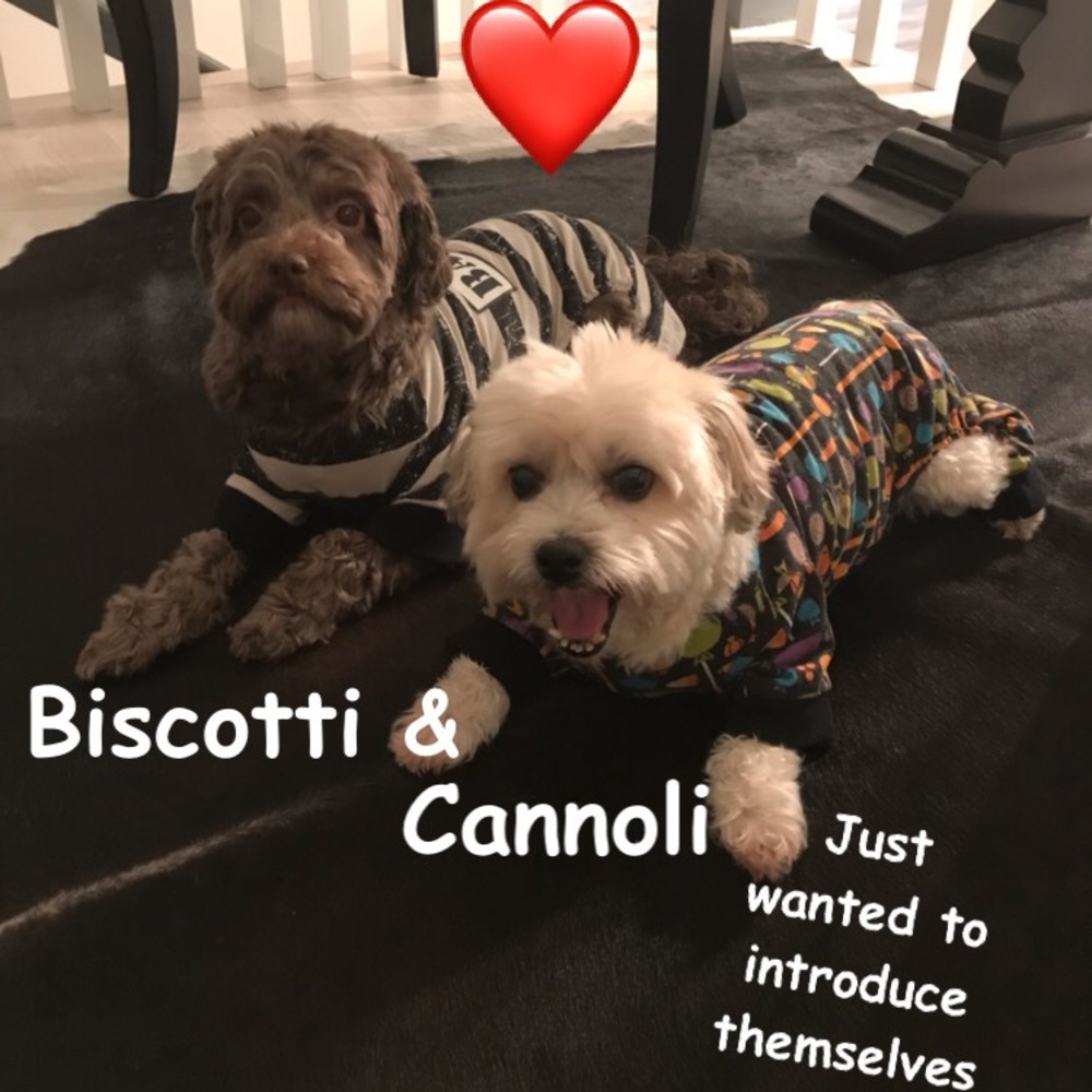 My 🐶🐶. Shirts, dresses, sweaters, costumes!❤️